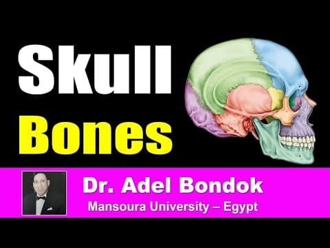 Thumbnail for Skull Bones, Sutures, Landmarks and Foramina, Dr Adel Bondok by Dr Adel Bondok Anatomy Channel