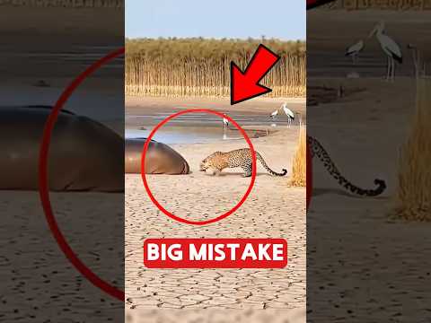 Thumbnail for 5 Animals That Made the Dumbest Mistakes by CritterTalks