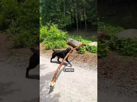 Thumbnail for Il se tient au bâton comme ça by canin video