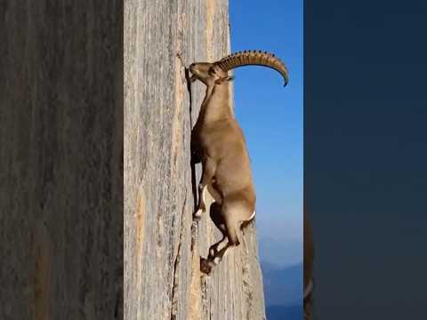 Thumbnail for LEOPARD vs IBEX: A Deadly Leap of Faith! by Animal Kingdom Life TV