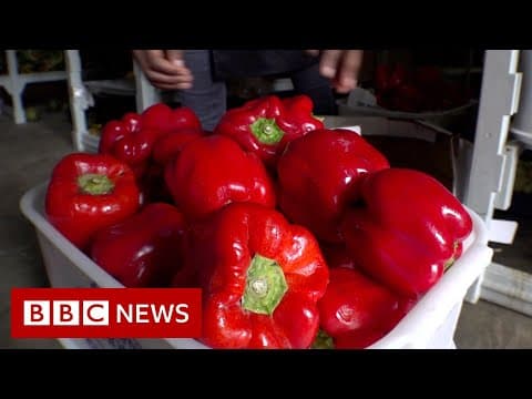 Thumbnail for Tackling food waste in South Africa - BBC News by BBC News